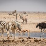 10 vigtigste NFL fodboldregler, som du bør kende